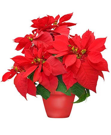 Holiday Poinsettia Flower Bouquet