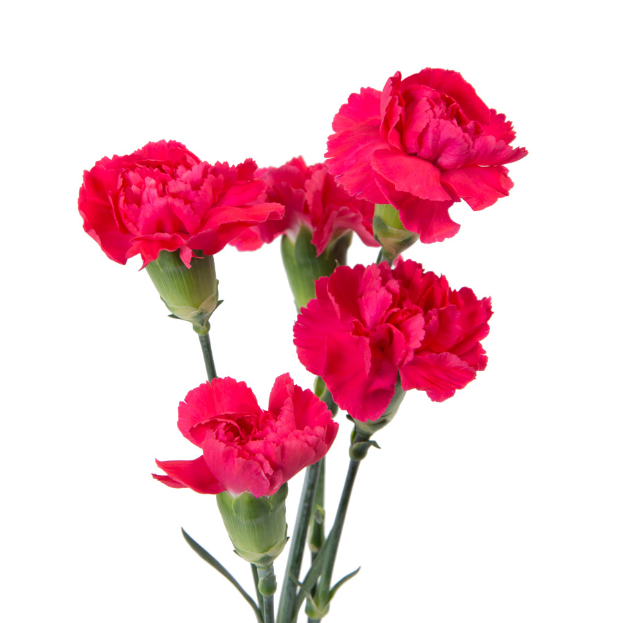 Loose Stem Hot Pink Mini Carnation Flower Delivery Glendale Az - Elite 