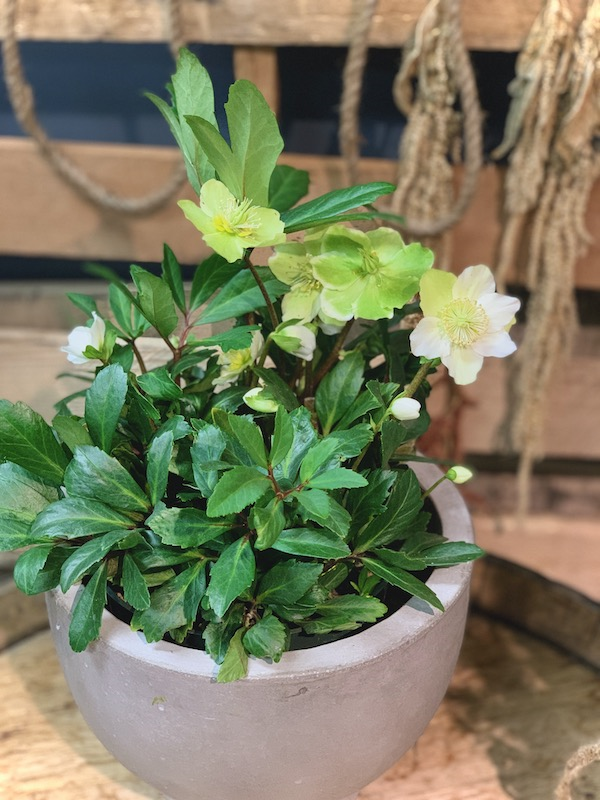 Potted Hellebore