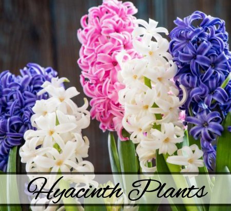 Hyacinth Plants
