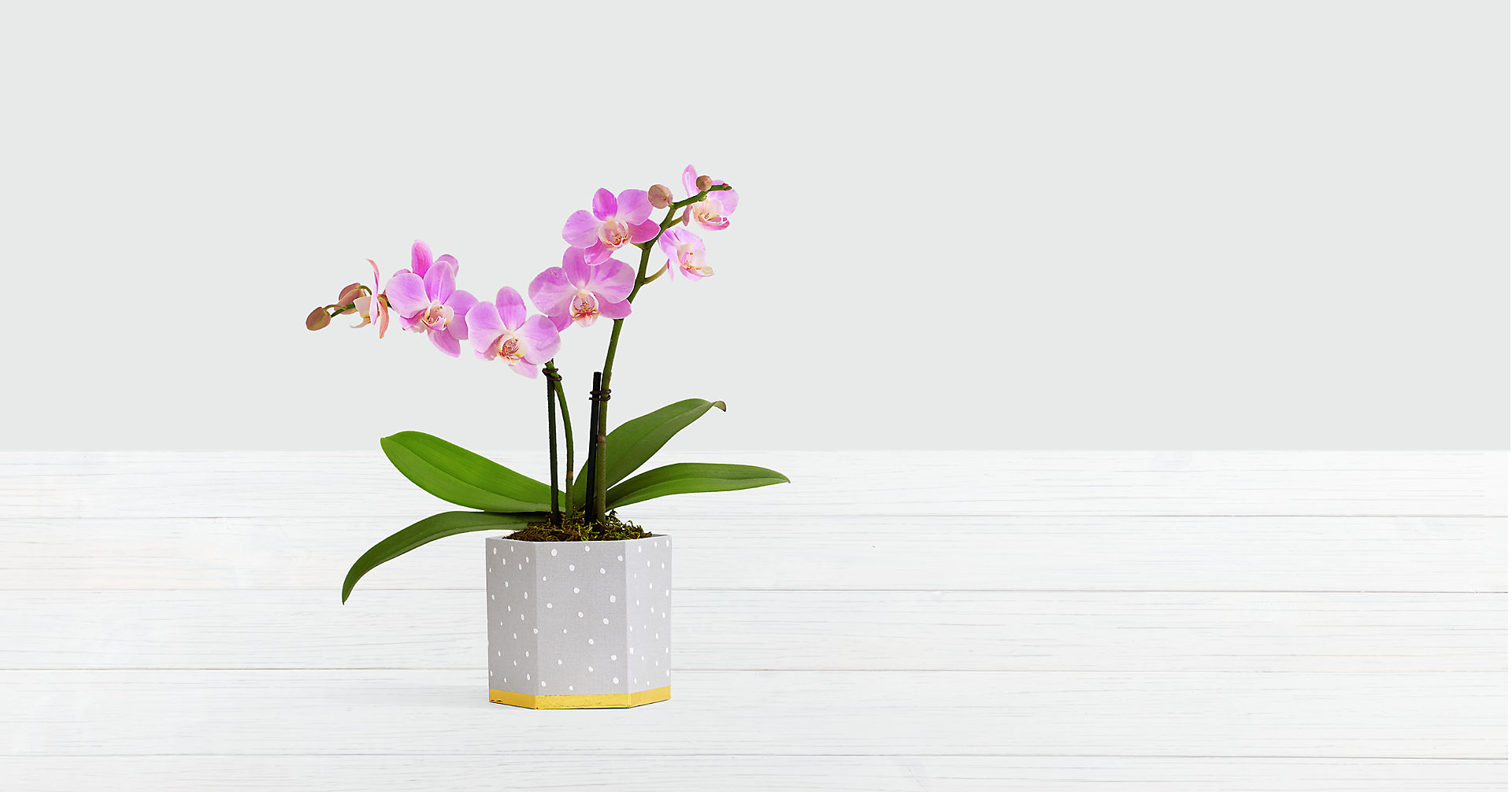 Pink Mini Orchid