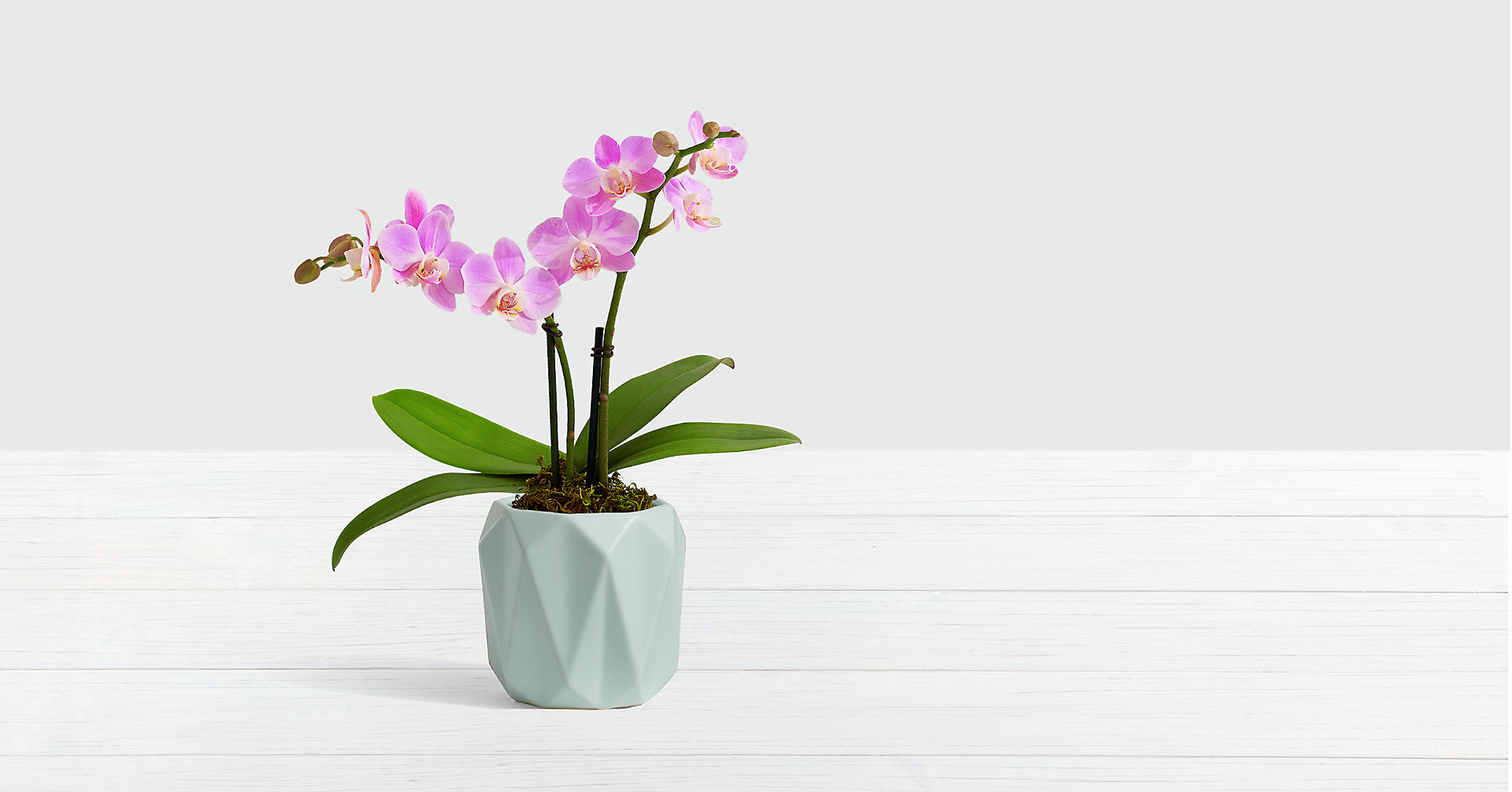 Pink Mini Orchid