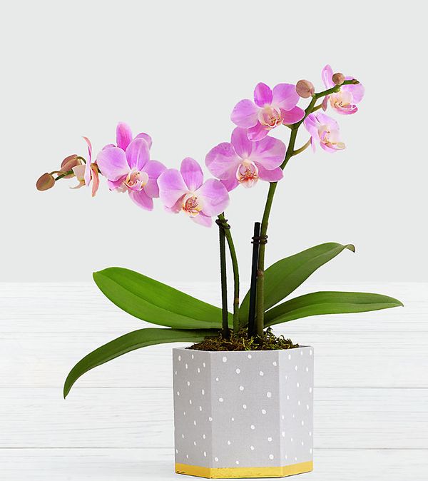 Pink Mini Orchid Flower Bouquet
