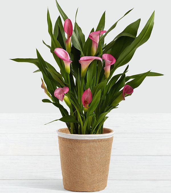 Potted Pink Calla Lily