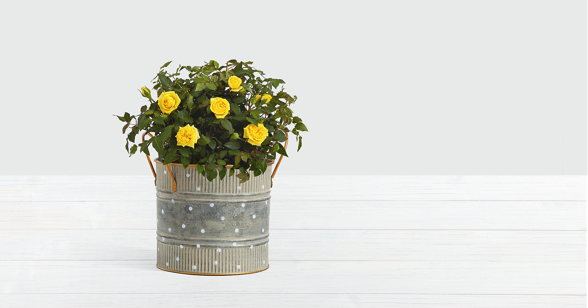 Potted Yellow Roses Flower Bouquet