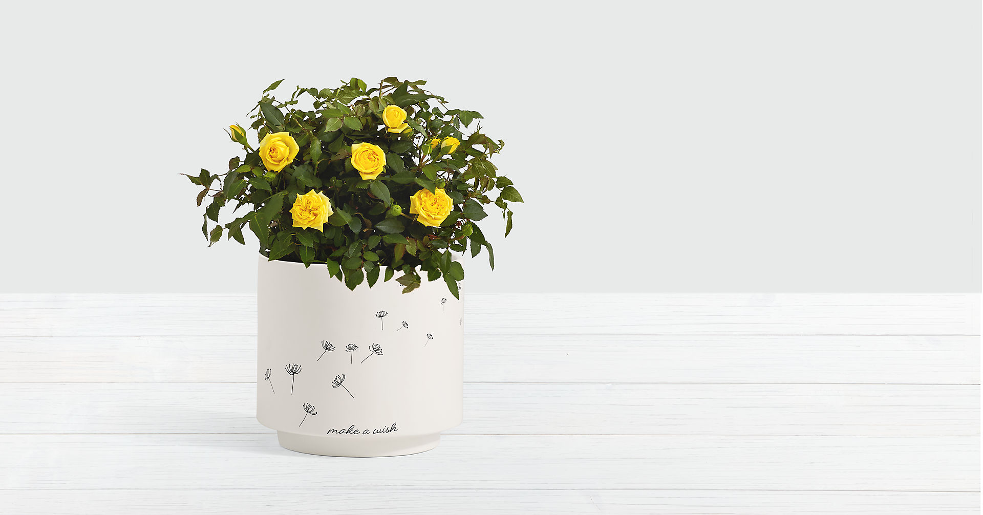 Potted Yellow Roses