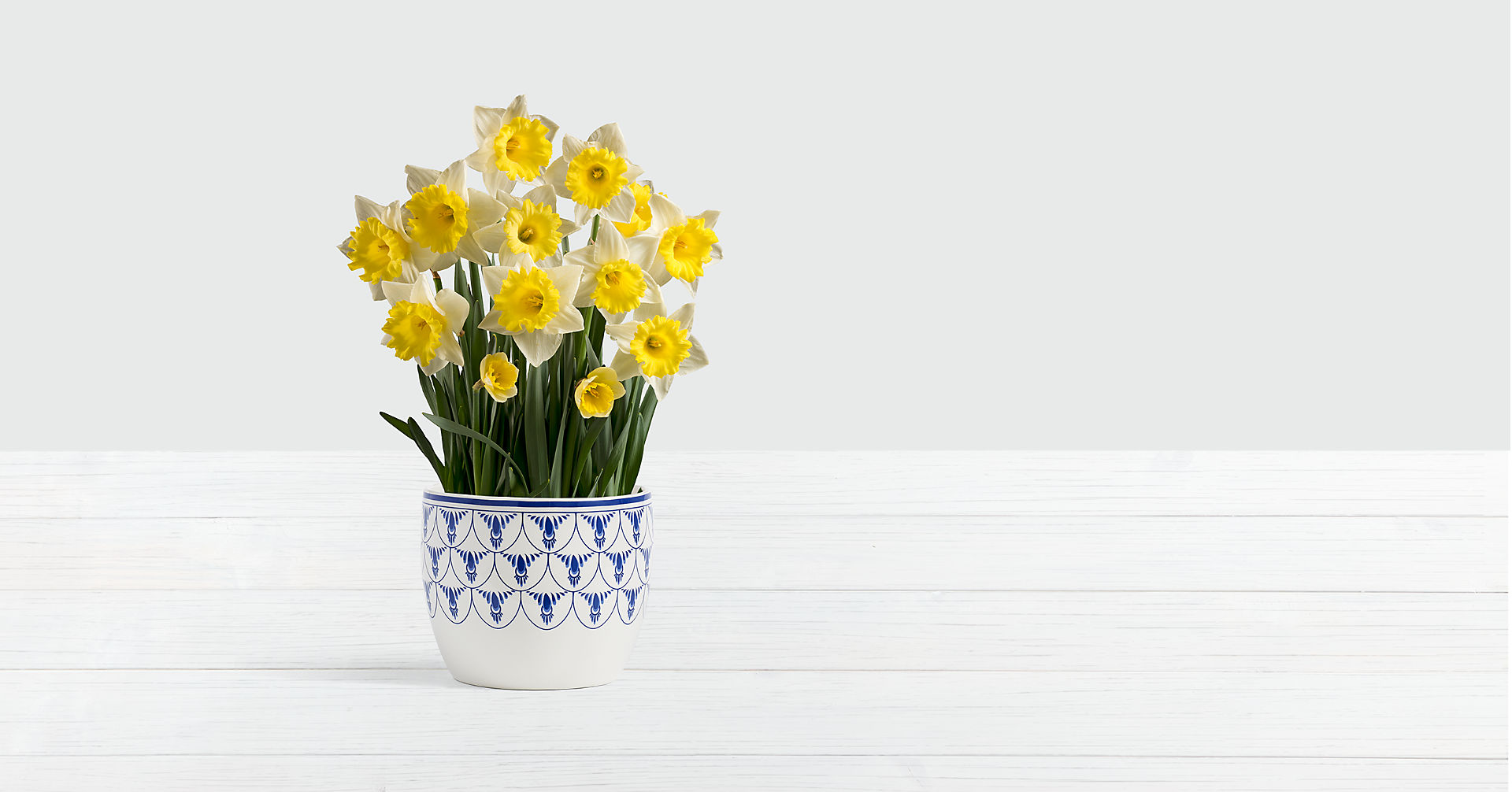 Daffodil Attraction Bulb Garden