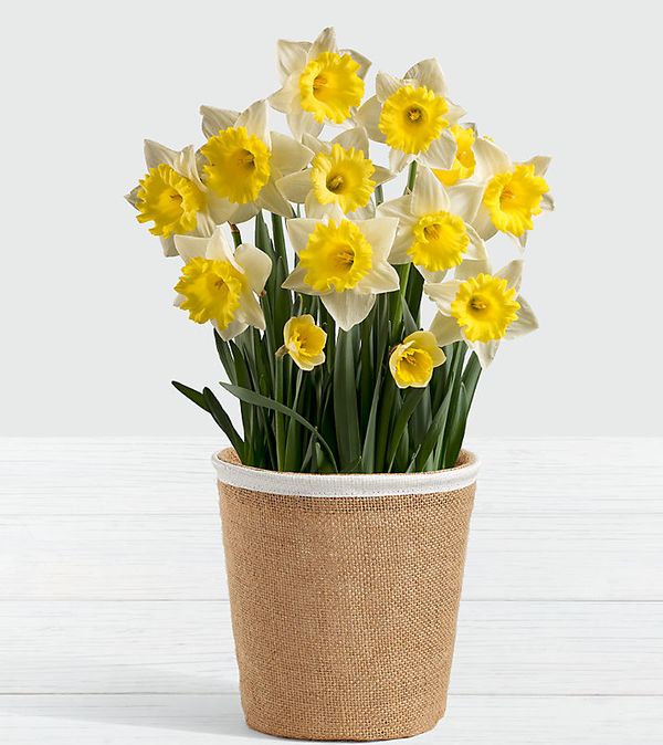 Daffodil Attraction Bulb Garden