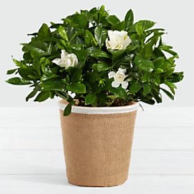 Potted Fragrant Gardenia