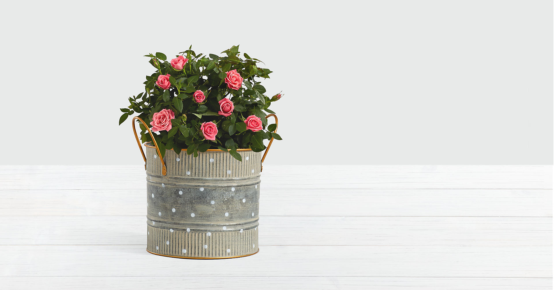 Potted Pink Roses Flower Bouquet