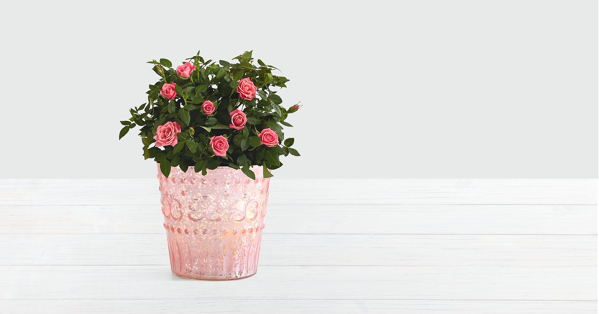 Potted Pink Roses Flower Bouquet