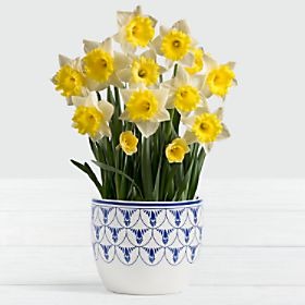 Daffodil Attraction Bulb Garden in Delft Ceramic Planter

