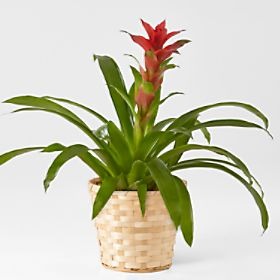 Ruby Red Bromeliad in Woven Basket
