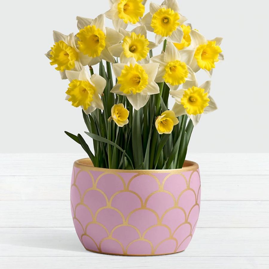 Daffodil Attraction Bulb Garden in Light Pink Container
