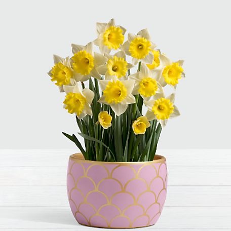 Daffodil Attraction Bulb Garden in Light Pink Container
