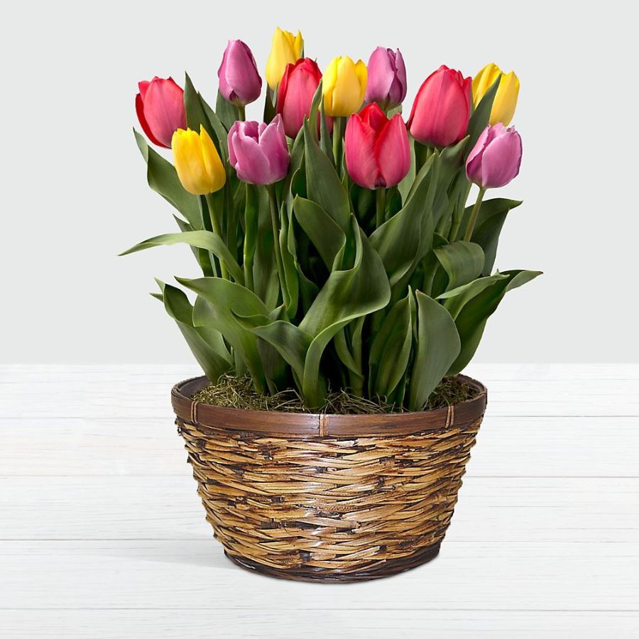 Rainbow Tulips in Dark Brown Container
