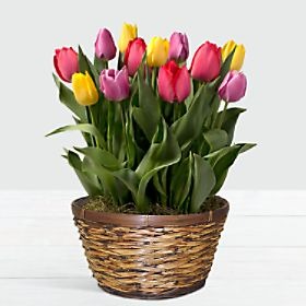 Rainbow Tulips in Dark Brown Container
