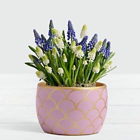 Blue and White Magic Muscari Bulb Garden in Light Pink Container
