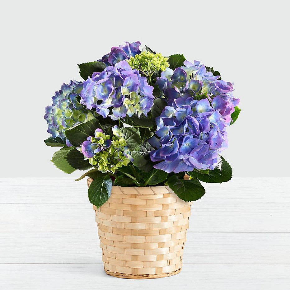 Potted Blue Hydrangea in Woven Basket
