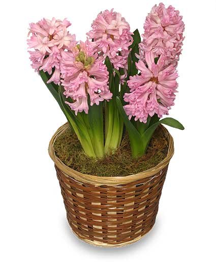 Potted Hyacinth Flower Bouquet