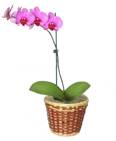 Potted Orchid Plant Flower Bouquet