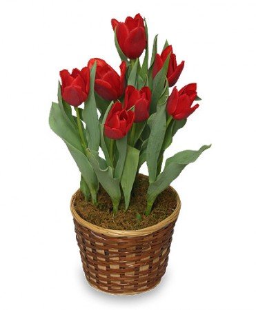 Potted Spring Tulips Flower Bouquet