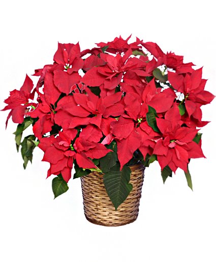 Traditional Red Poinsettia 
