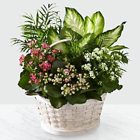 Rural Beauty™ Dishgarden
 Flower Bouquet