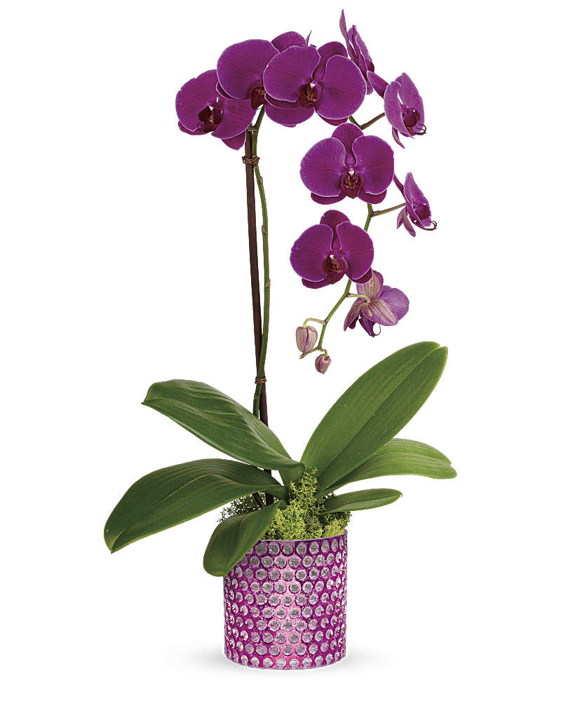 Teleflora's Dazzling Orchid
