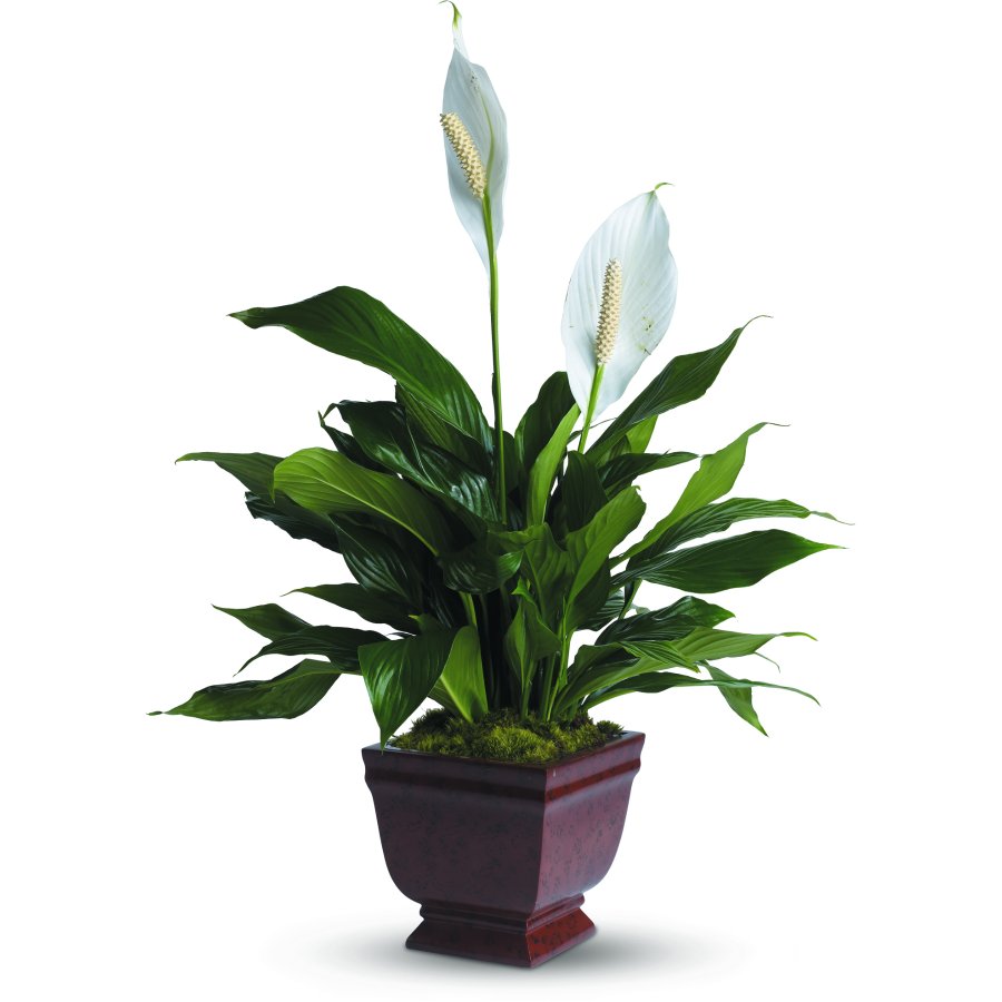 Peace Lily Plant
