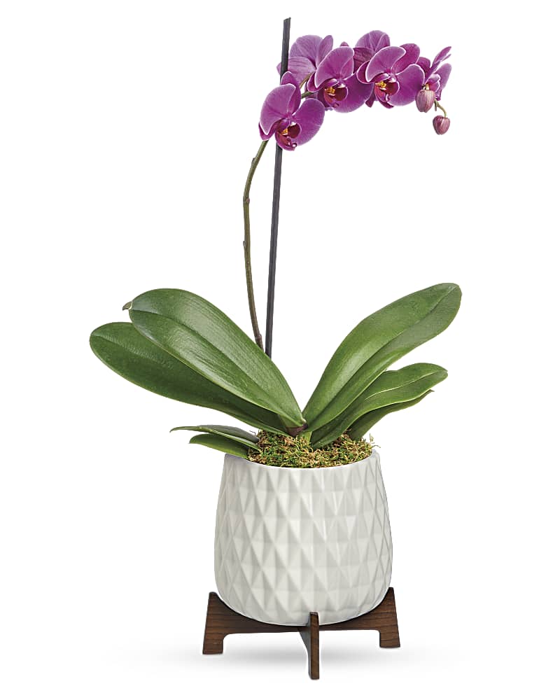 Architectural Purple Orchid Plant