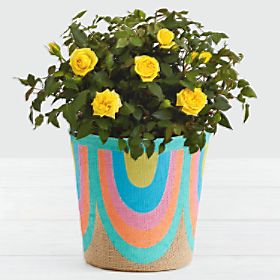Potted Yellow Roses in Rainbow Basket