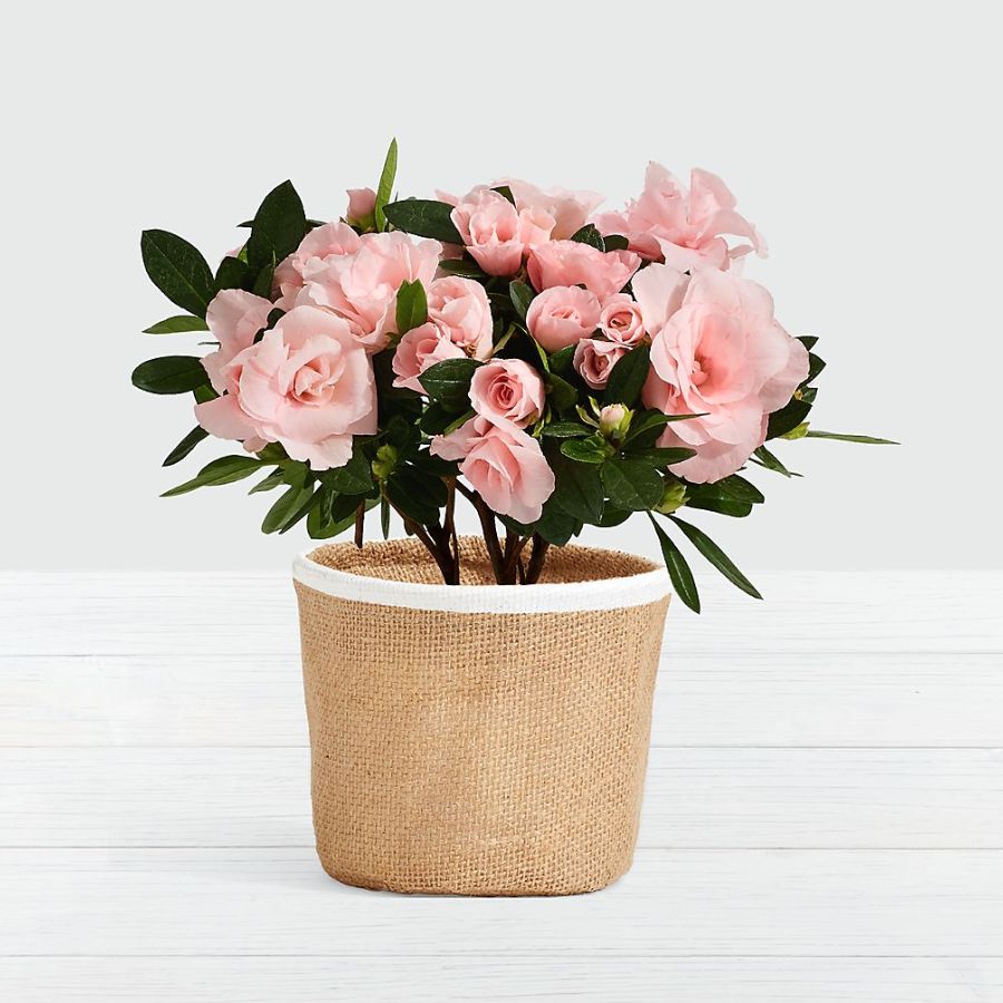 Pink Rosalea Plant