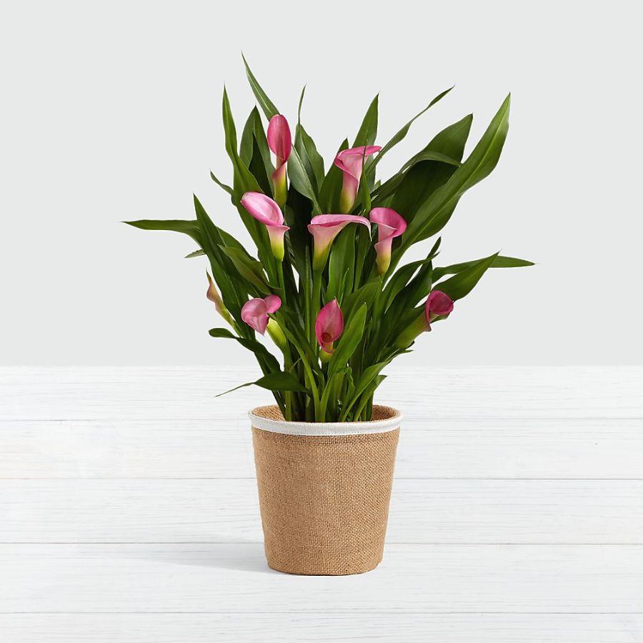 Potted Pink Calla Lily in Woven Container