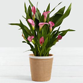 Potted Pink Calla Lily in Woven Container