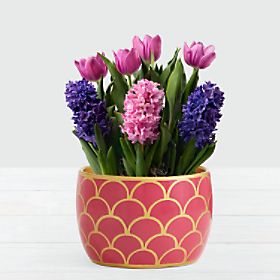 Royal Bulb Garden in Hot Pink Container