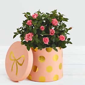 Pink Potted Roses in Pink Polkda Dotted Container
