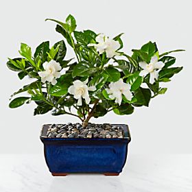 Blossoming Abundance Gardenia Bonsai - 8 inches