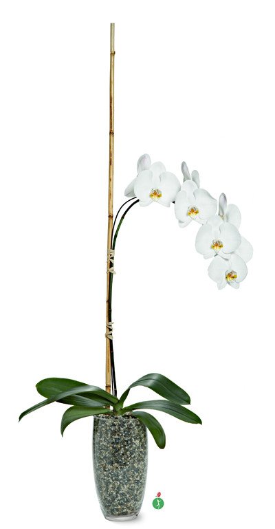 Potted Phalaenopsis