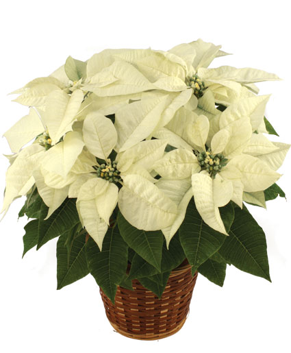 WINTER WHITE POINSETTI  A Blooming Plant Flower Bouquet
